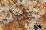 Vibrant Petrified Wood (Araucaria) Round - Madagascar #113741-1